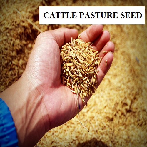cattle pasture seed