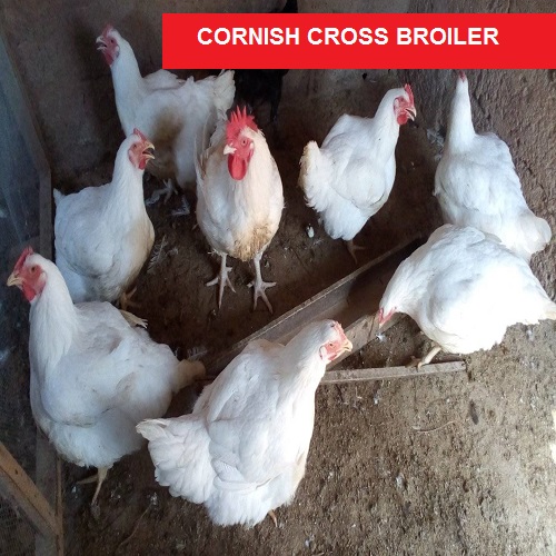 Cornish Cross Broiler