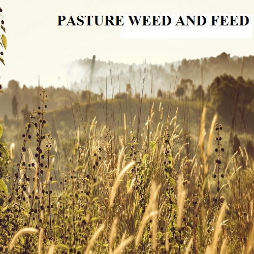 pasture weed and feed