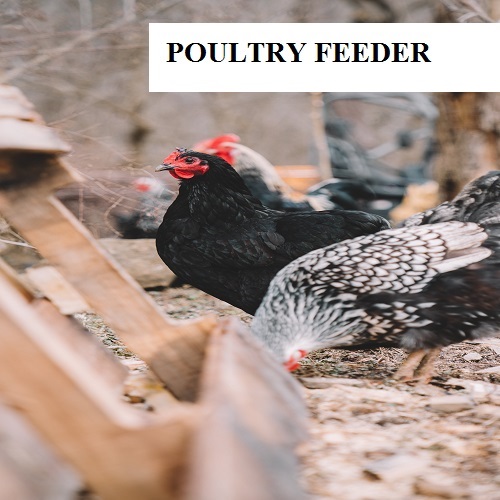 Poultry feeder