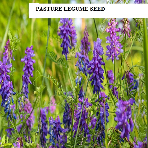 Goat Pasture Seed Mix