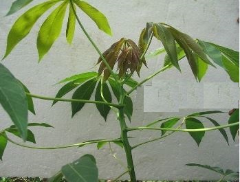 Cassava Varieties