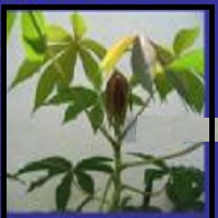 Improve Cassava Varieties