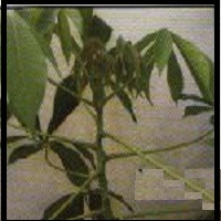 Improve Cassava Varieties