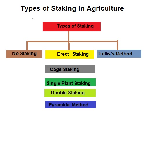 Types of staking in Agriculture