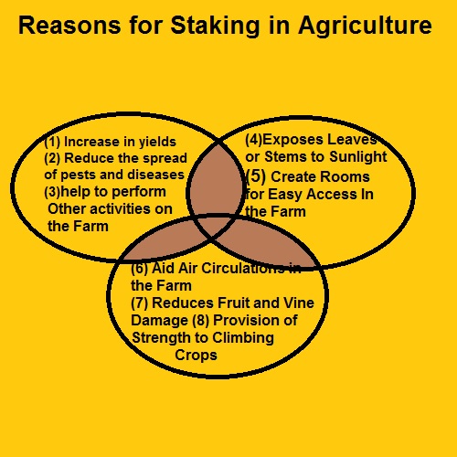 Reasons for staking in agriculture