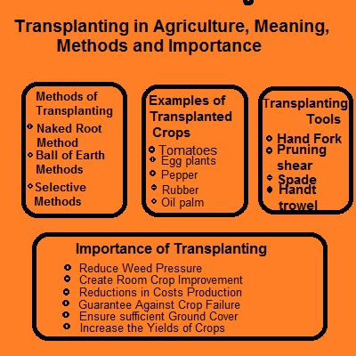 Transplanting in Agriculture