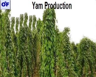 yam production
