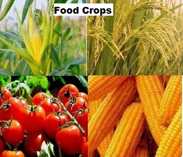 Food crops